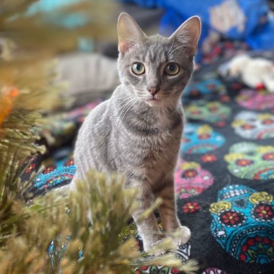 Gambit, Adoptable, Young Male Domestic Short Hair.