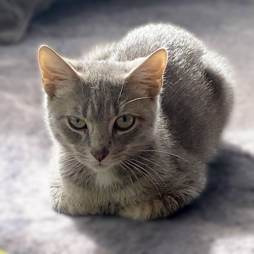 Enlarge Gambit, a Adoptable Domestic Short Hair in New Cumberland, PA image 2/6