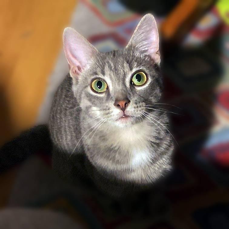 Enlarge Gambit, a Adoptable Domestic Short Hair in New Cumberland, PA image 4/6