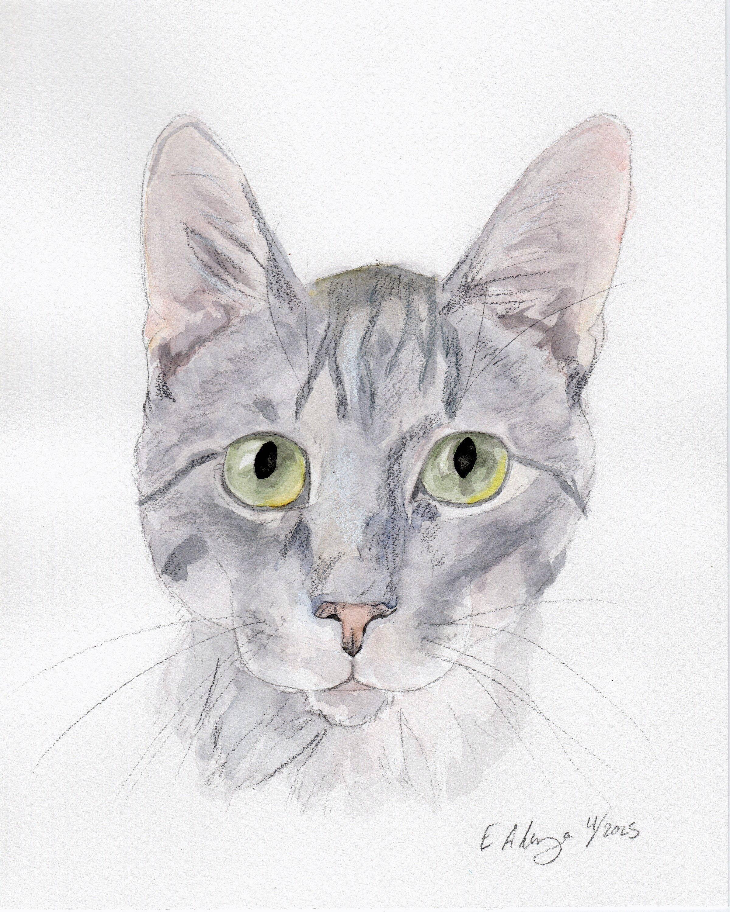 Enlarge Gambit, a Adoptable Domestic Short Hair in New Cumberland, PA image 6/6