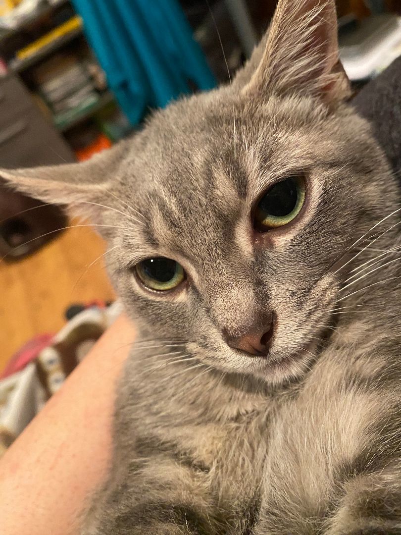 Enlarge Gambit, a Adoptable Domestic Short Hair in New Cumberland, PA image 6/6