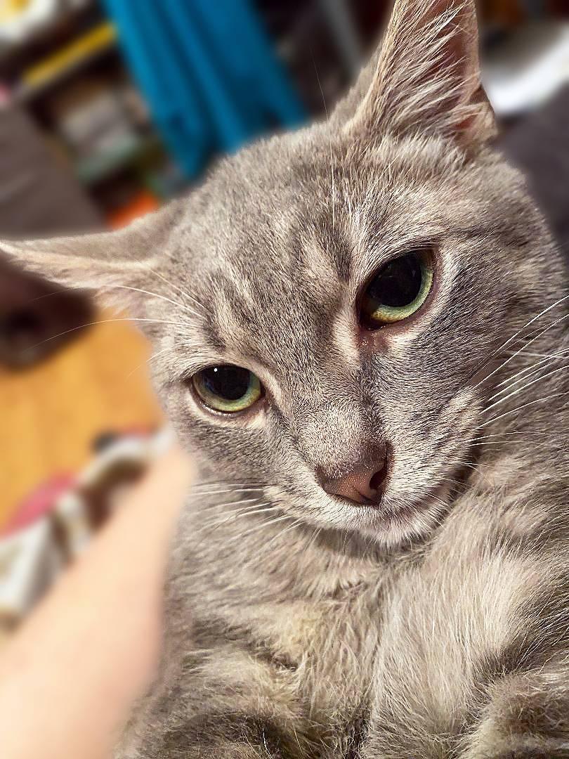 Enlarge Gambit, a Adoptable Domestic Short Hair in New Cumberland, PA image 5/6