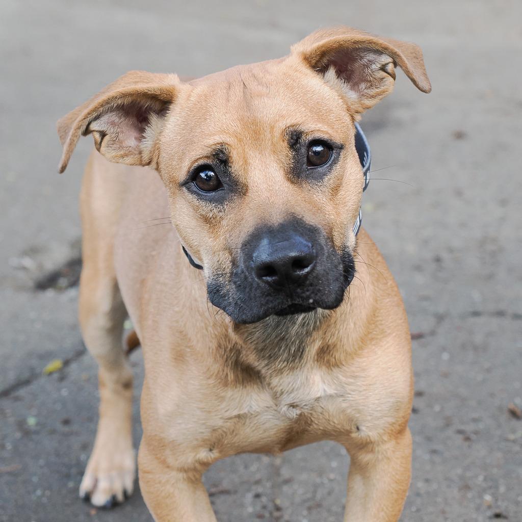 Enlarge HERMAN, a Adoptable Mixed Breed in Point Richmond, CA image 1/6