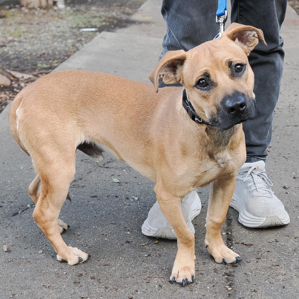 Enlarge HERMAN, a Adoptable Mixed Breed in Point Richmond, CA image 2/6