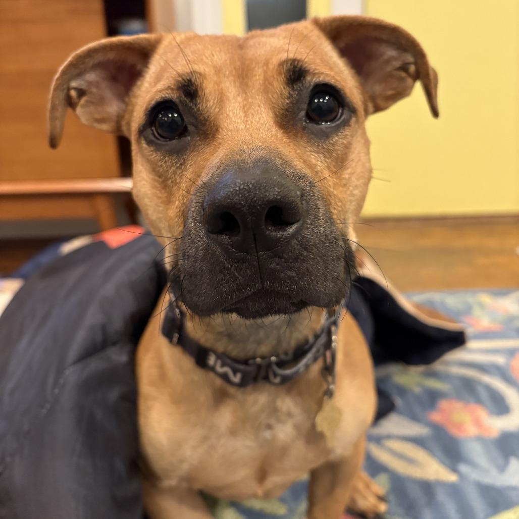 HERMAN, a Adoptable Mixed Breed in Point Richmond, CA image 2/6