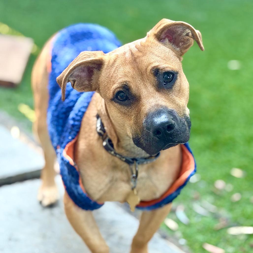 Enlarge HERMAN, a Adoptable Mixed Breed in Point Richmond, CA image 4/6