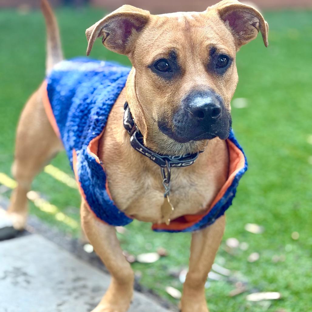 HERMAN, a Adoptable Mixed Breed in Point Richmond, CA image 4/6