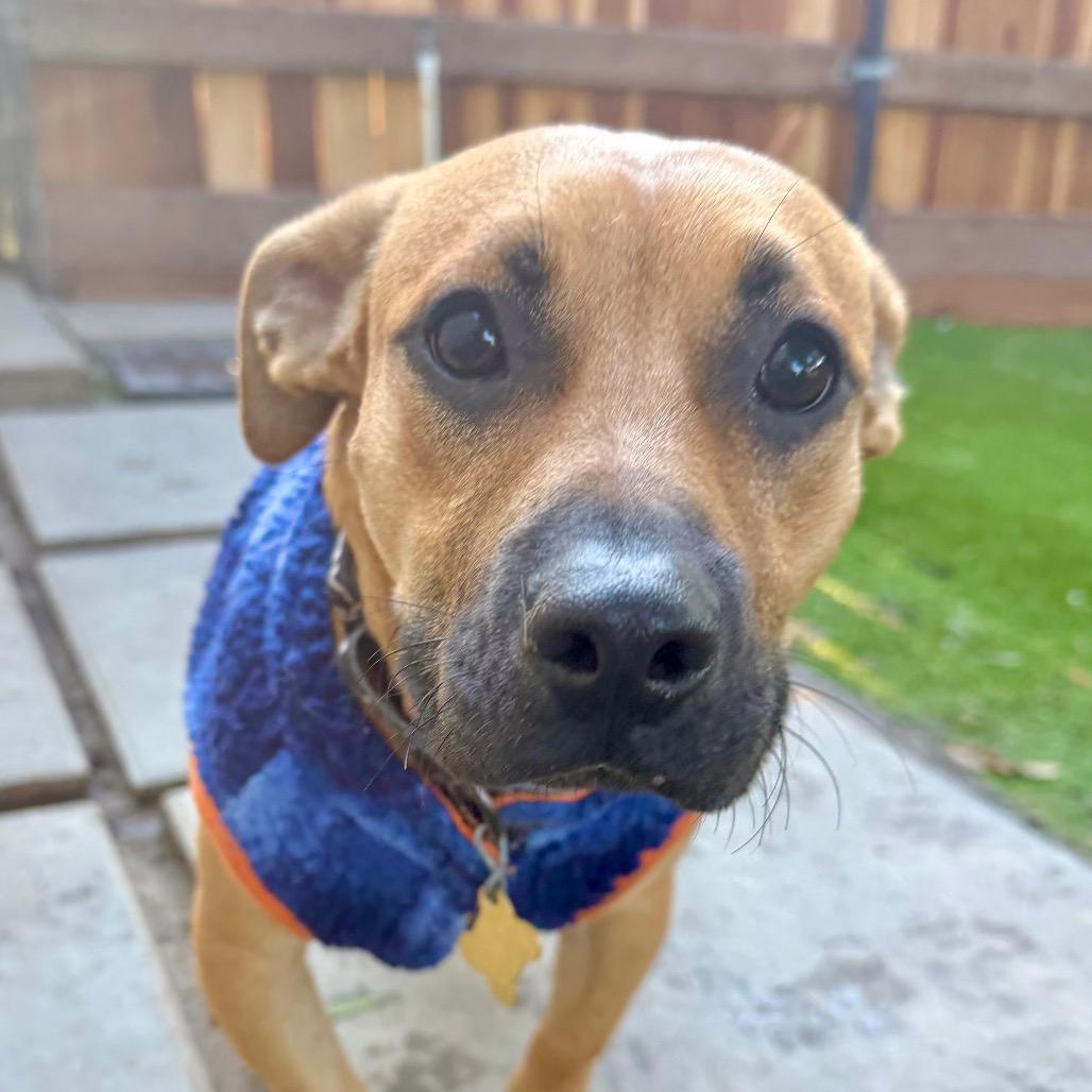 HERMAN, a Adoptable Mixed Breed in Point Richmond, CA image 5/6