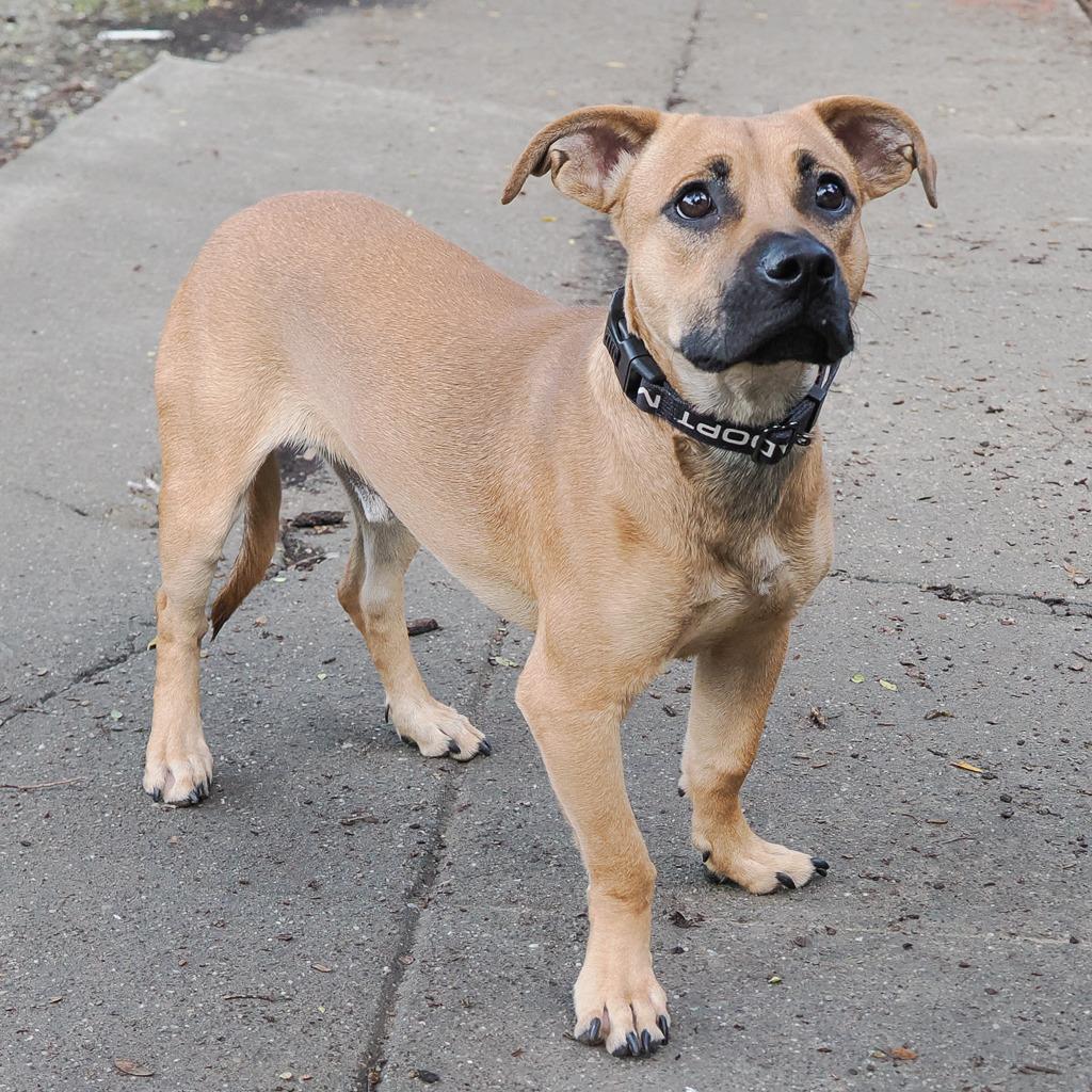 Enlarge HERMAN, a Adoptable Mixed Breed in Point Richmond, CA image 5/6