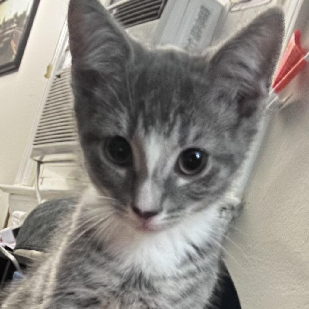 Peter Parker, Adoptable, Adult Male Domestic Short Hair.