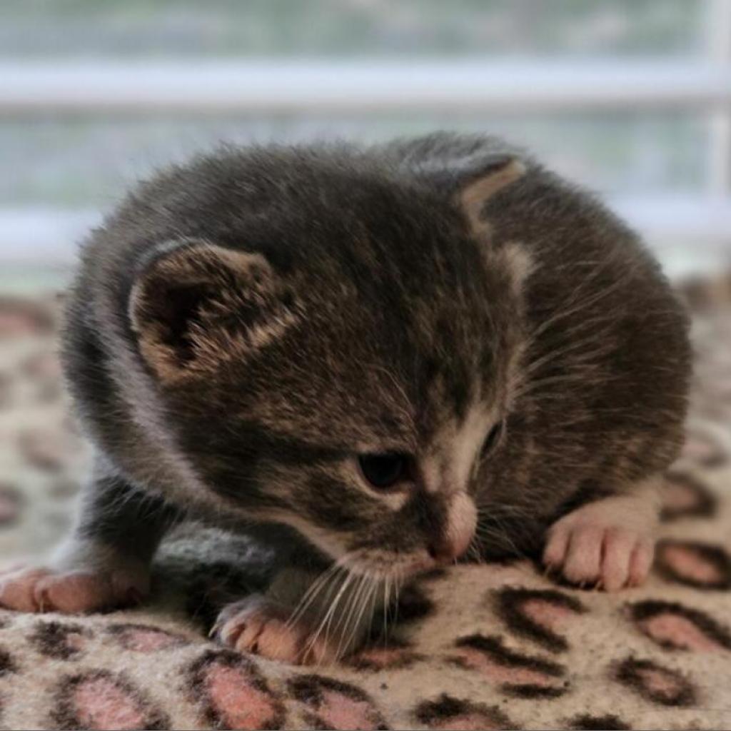 Enlarge Peter Parker, a Adoptable Domestic Short Hair in Greensboro, NC image 2/3