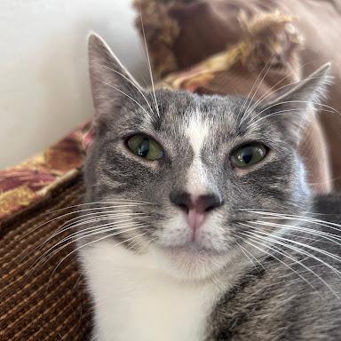 Enlarge Peter Parker, a Adoptable Domestic Short Hair in Greensboro, NC image 3/3