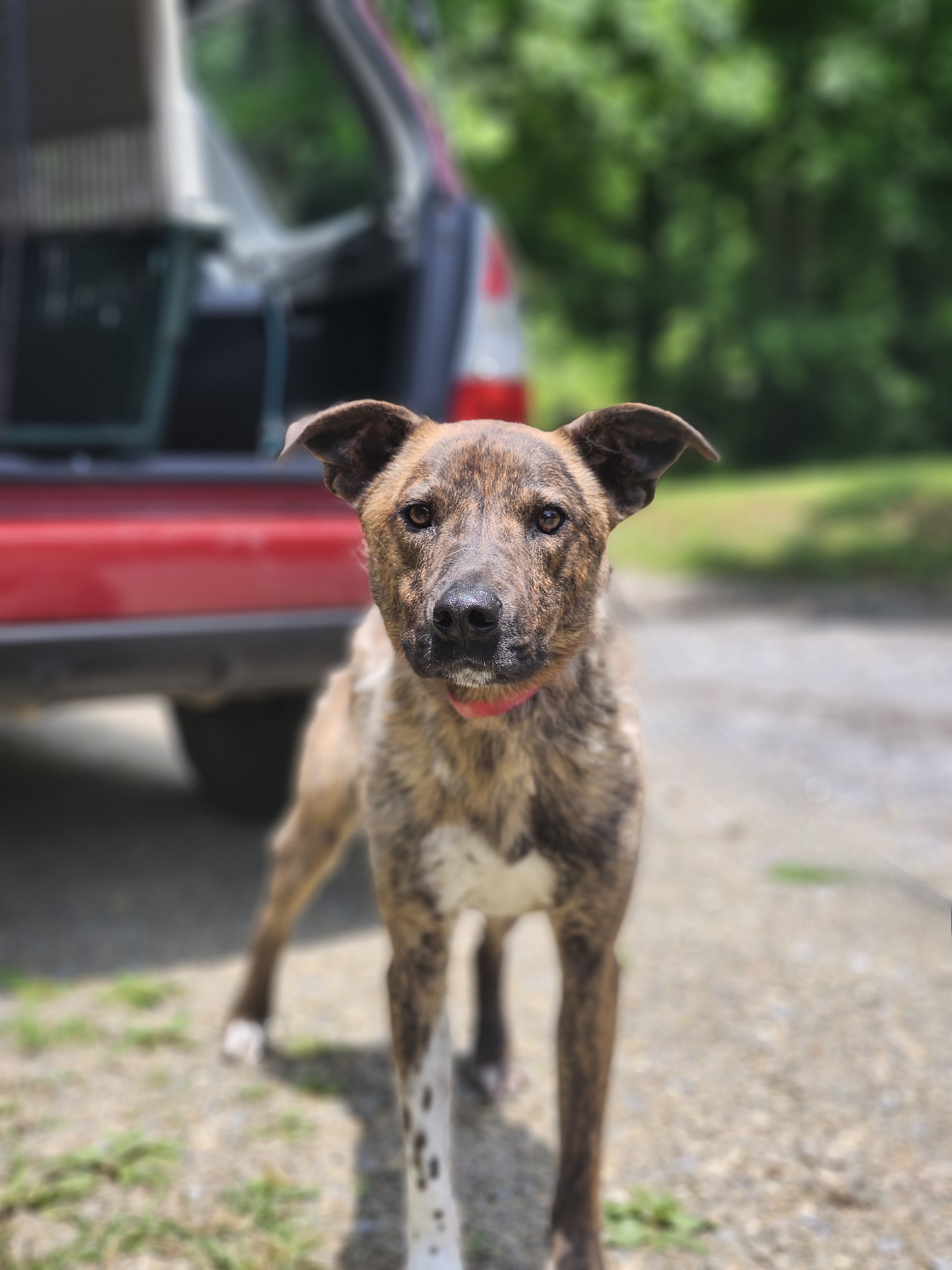 Brutus, Adoptable, Adult Male Pit Bull Terrier & German Shepherd Dog.