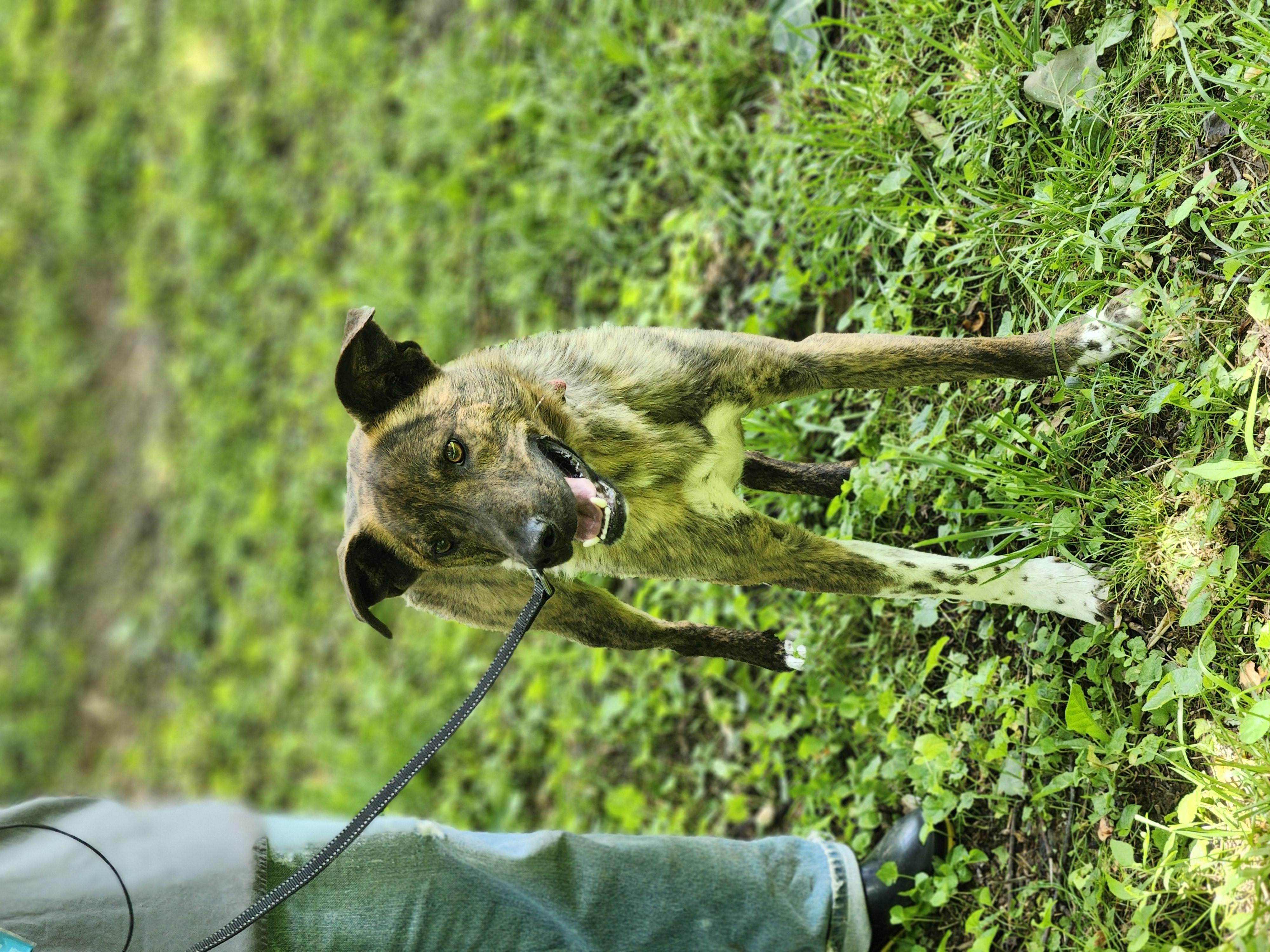 Brutus, a Adoptable mixed breed in Cosby, TN image 3/5