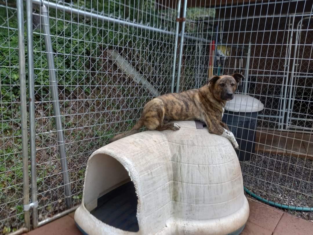 Brutus, a Adoptable mixed breed in Cosby, TN image 5/5