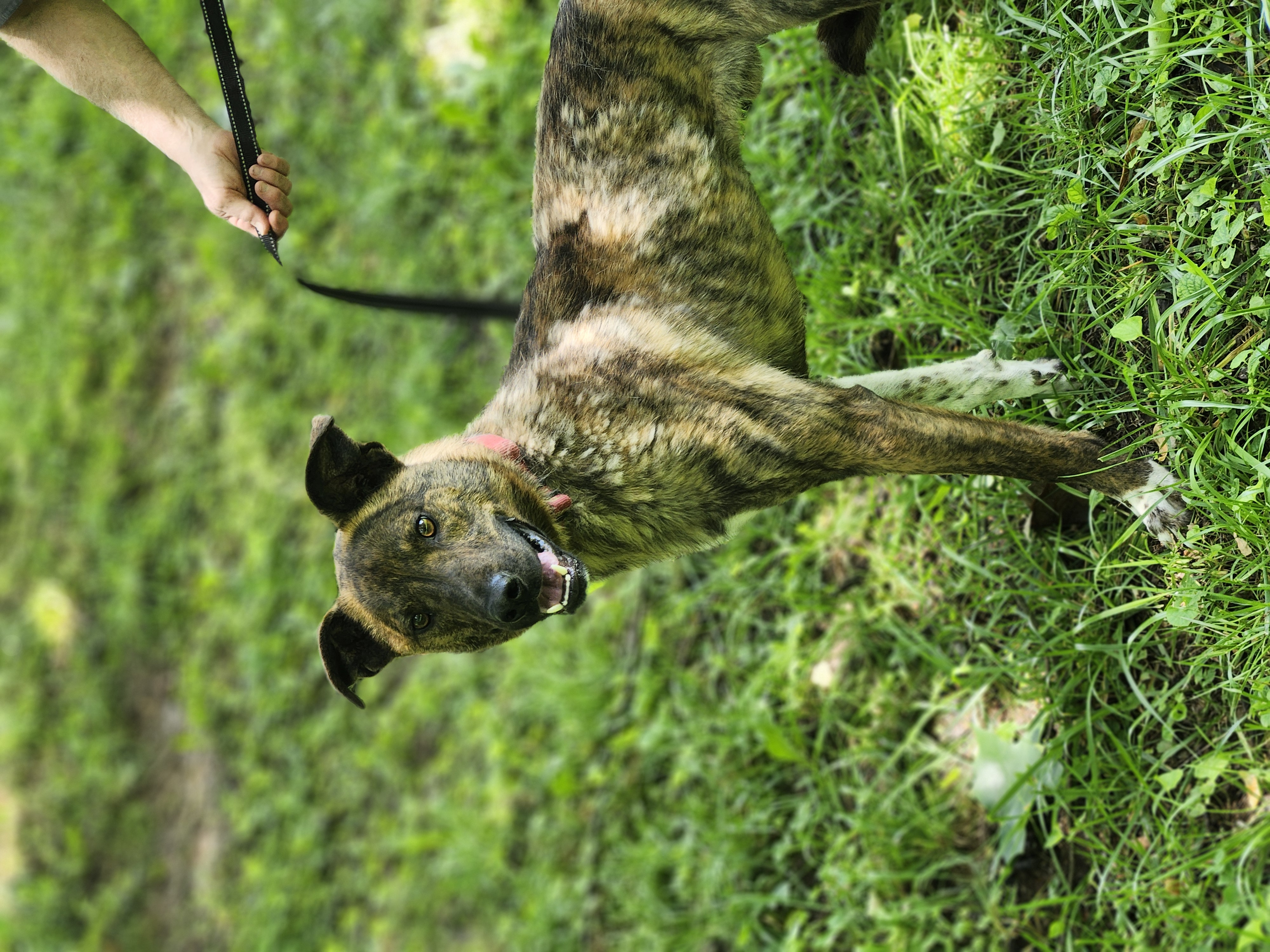 Brutus, a Adoptable mixed breed in Cosby, TN image 4/5