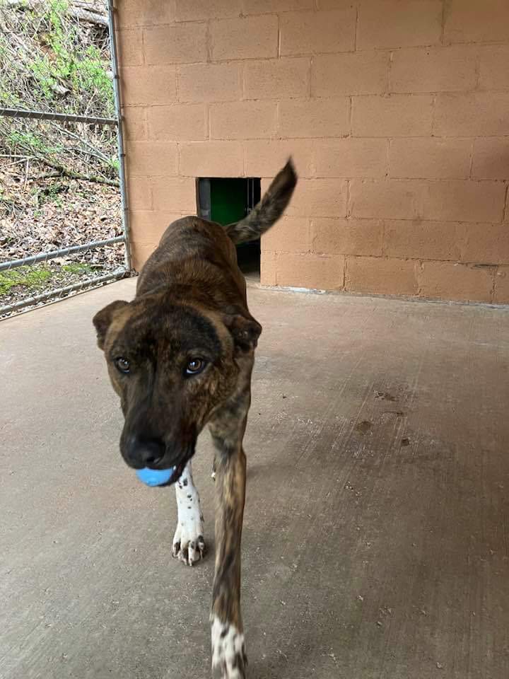 Brutus, a Adoptable mixed breed in Cosby, TN image 2/5