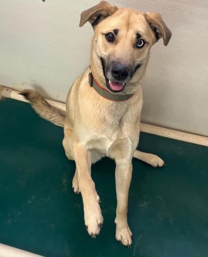 Sophie, adoptable, Adult Female Anatolian Shepherd & Husky.