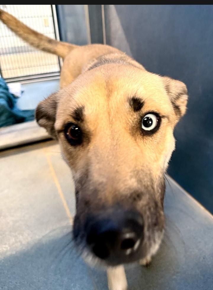 Sophie, an adoptable mixed breed in Berryville, VA image 2/2