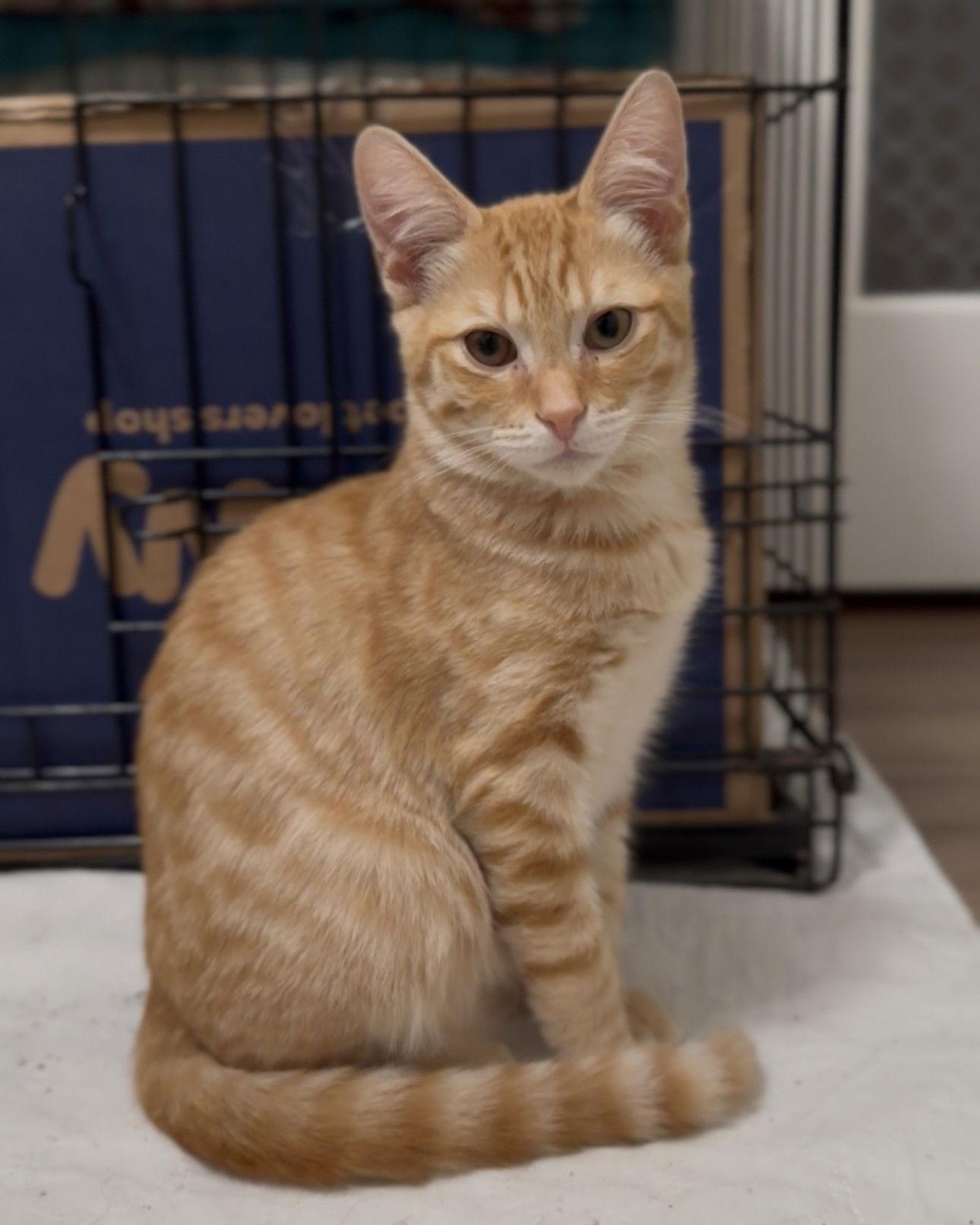 Enlarge Puff, a Adoptable Domestic Short Hair in San Jose, CA image 1/3