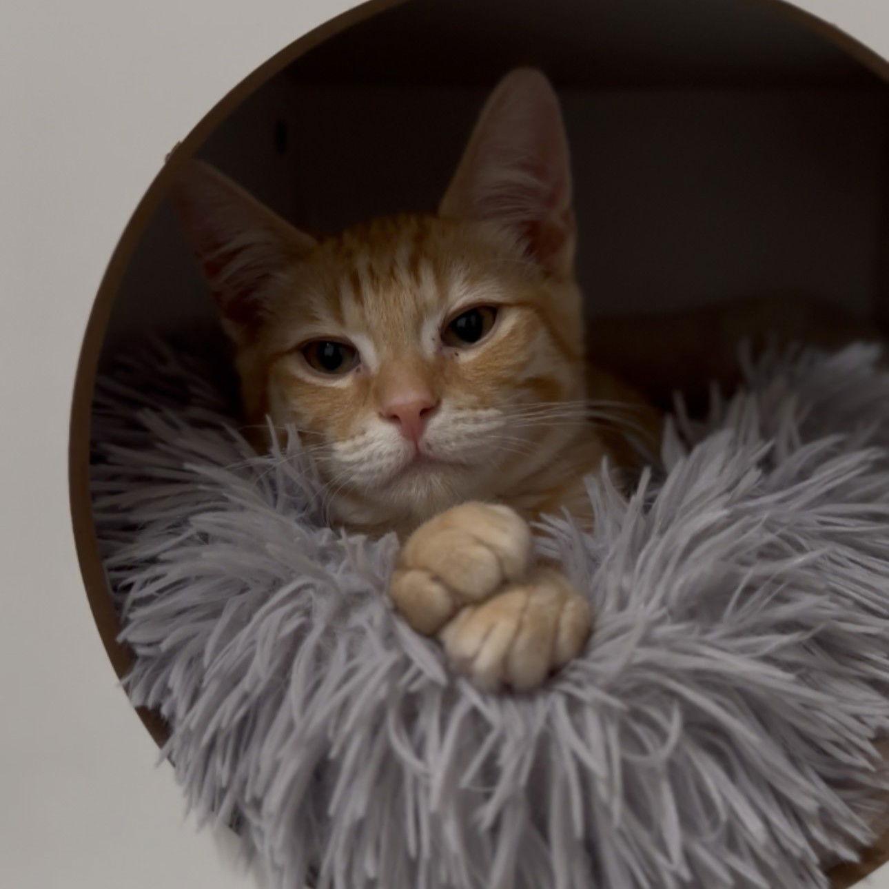 Puff, a Adoptable Domestic Short Hair in San Jose, CA image 2/3