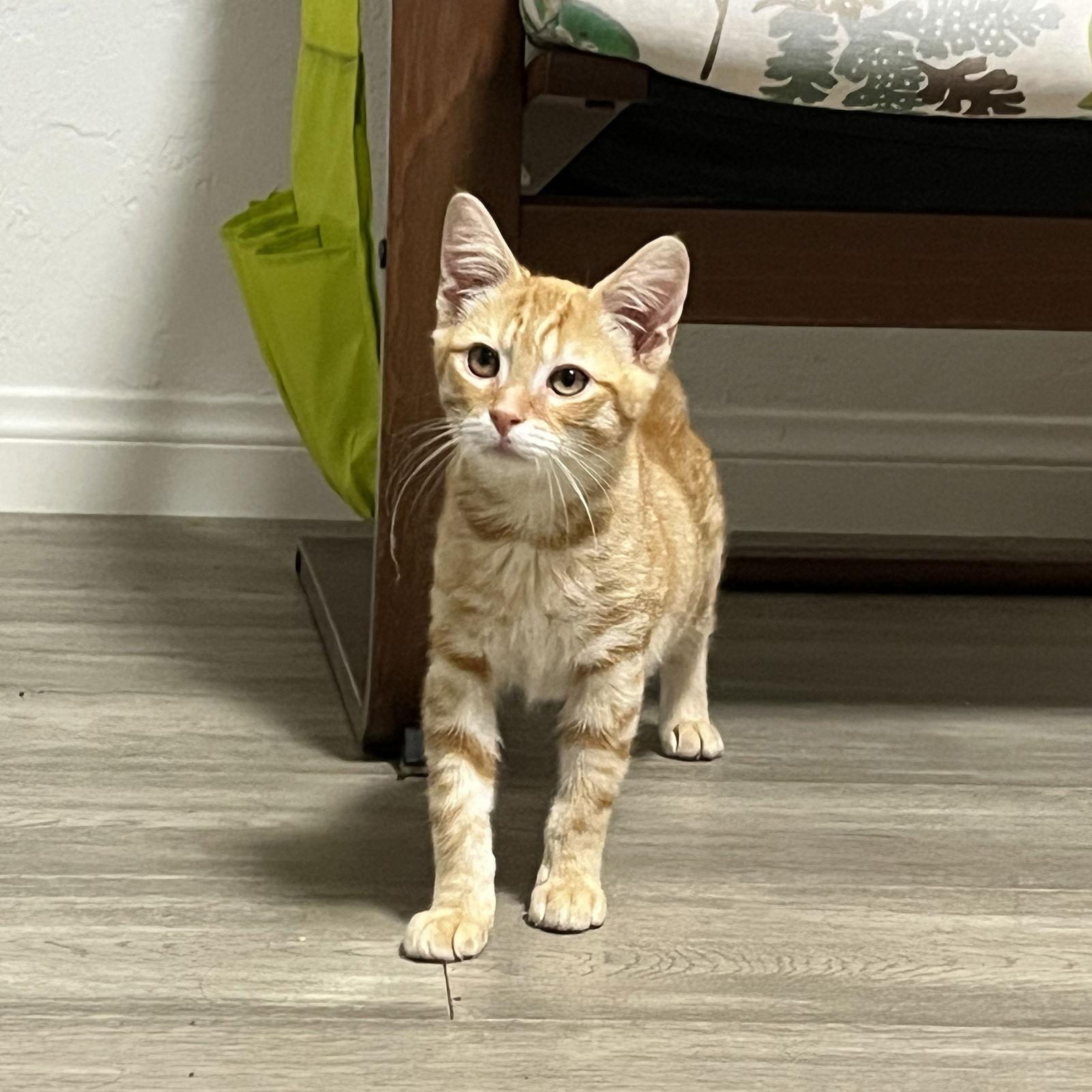 Puff, a Adoptable Domestic Short Hair in San Jose, CA image 3/3