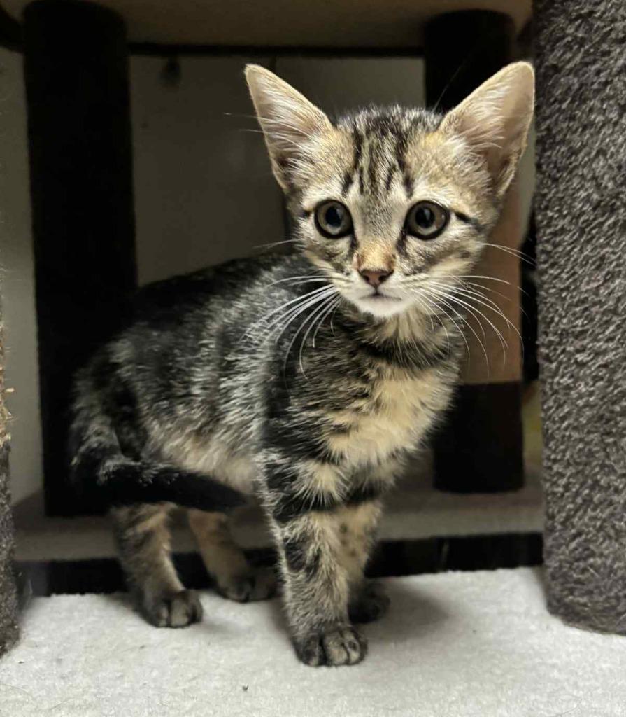 Enlarge Highway, a Adoptable mixed breed in Buford, GA image 1/6