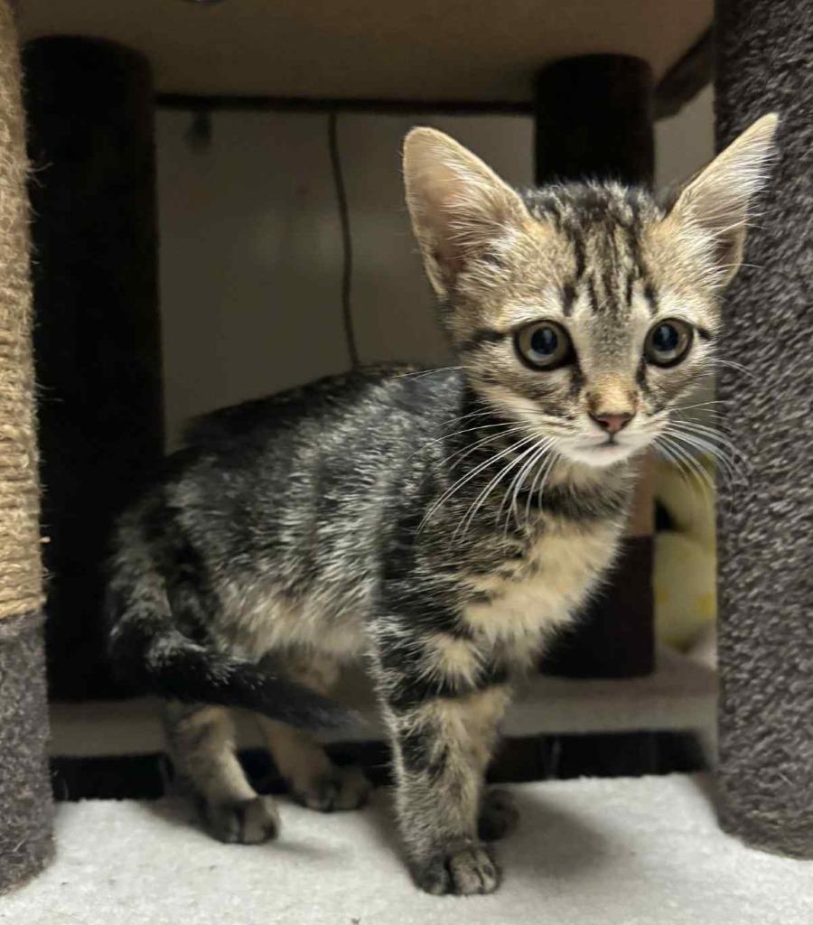 Enlarge Highway, a Adoptable mixed breed in Buford, GA image 2/6