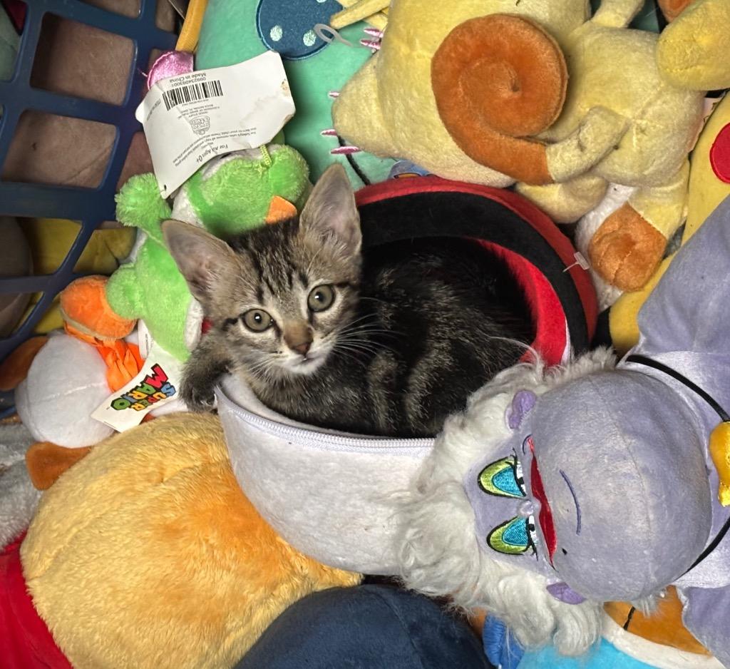 Enlarge Highway, a Adoptable mixed breed in Buford, GA image 3/6