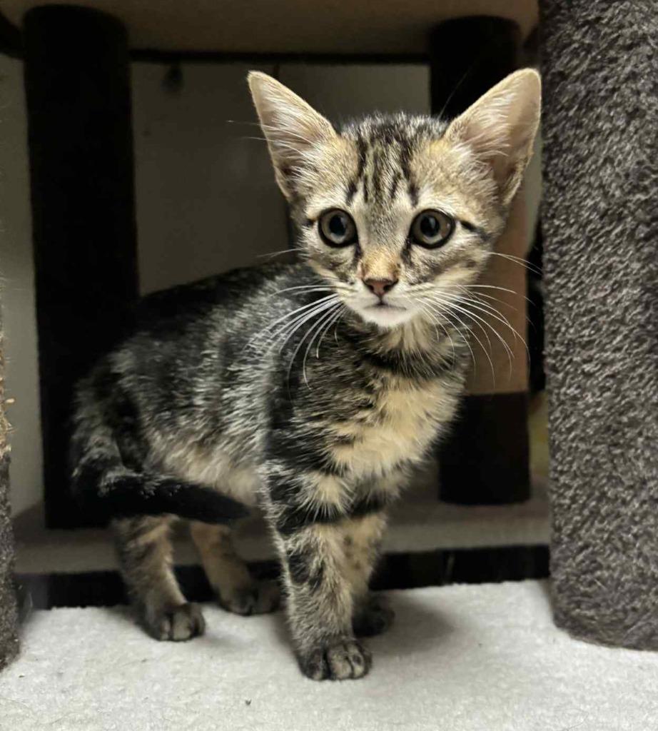 Enlarge Highway, a Adoptable mixed breed in Buford, GA image 4/6