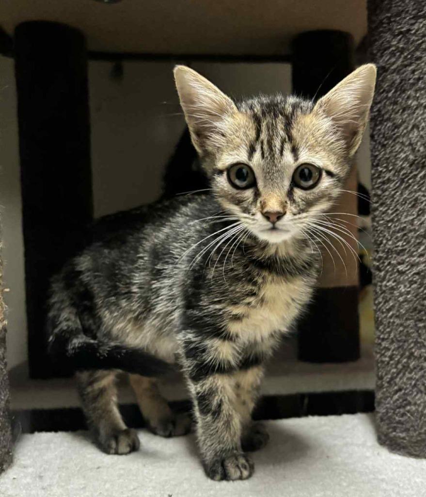 Enlarge Highway, a Adoptable mixed breed in Buford, GA image 5/6