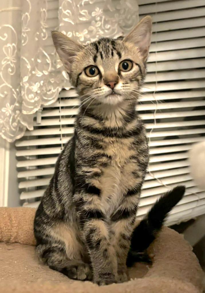 Enlarge Highway, a Adoptable mixed breed in Buford, GA image 6/6