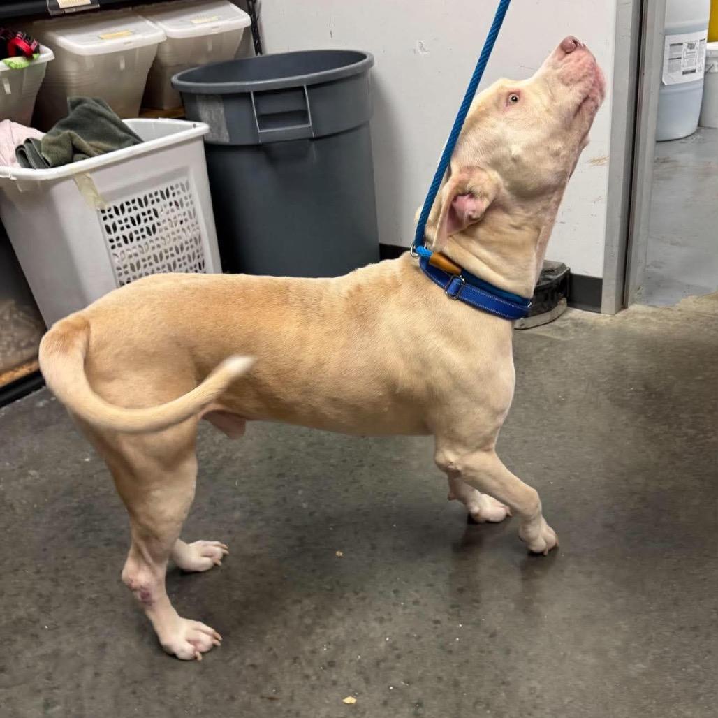 Dennis, Adoptable, Adult Male Mixed Breed.