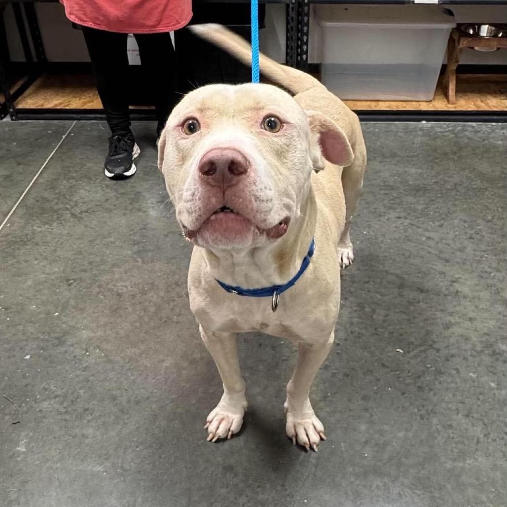 Enlarge Dennis, a Adoptable Mixed Breed in Dickinson, TX image 2/2