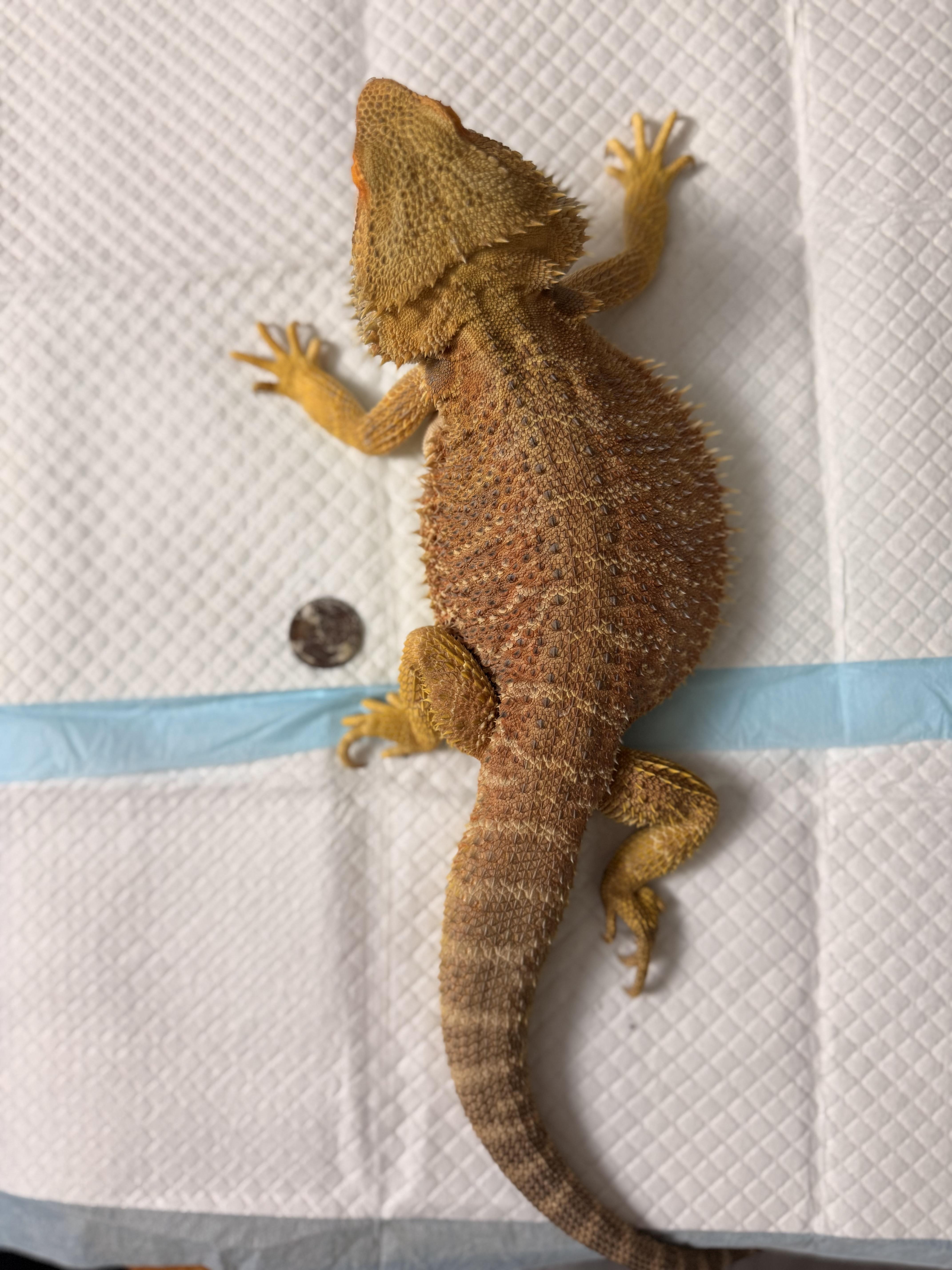 Enlarge Quarturoy, an adopted Bearded Dragon in JACKSON, NJ image 3/5