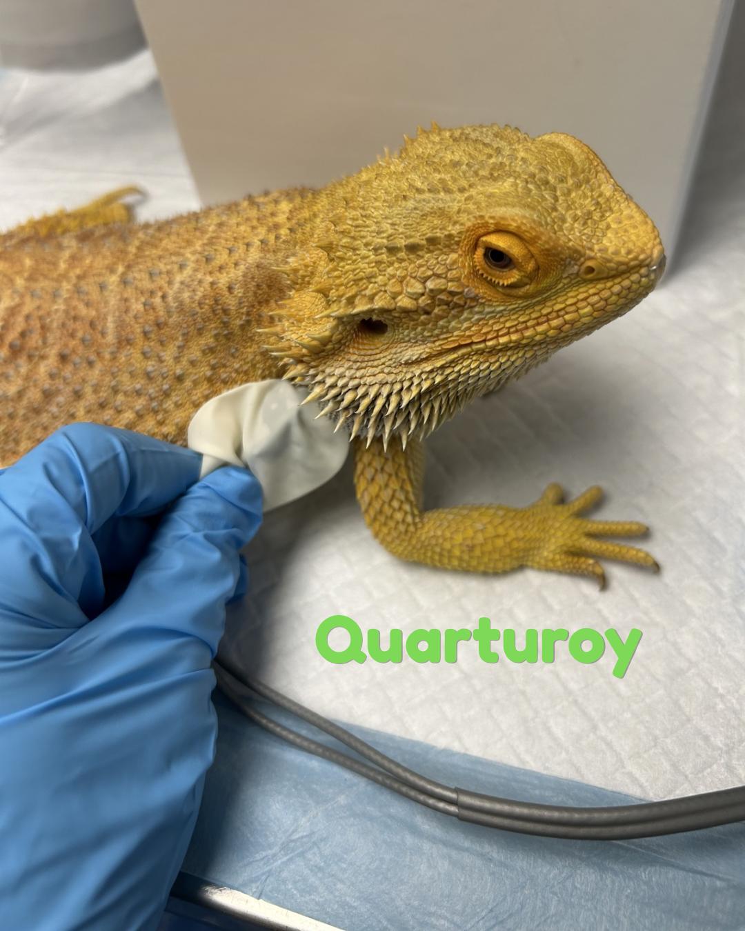 Quarturoy, adopted, Adult Male Bearded Dragon.