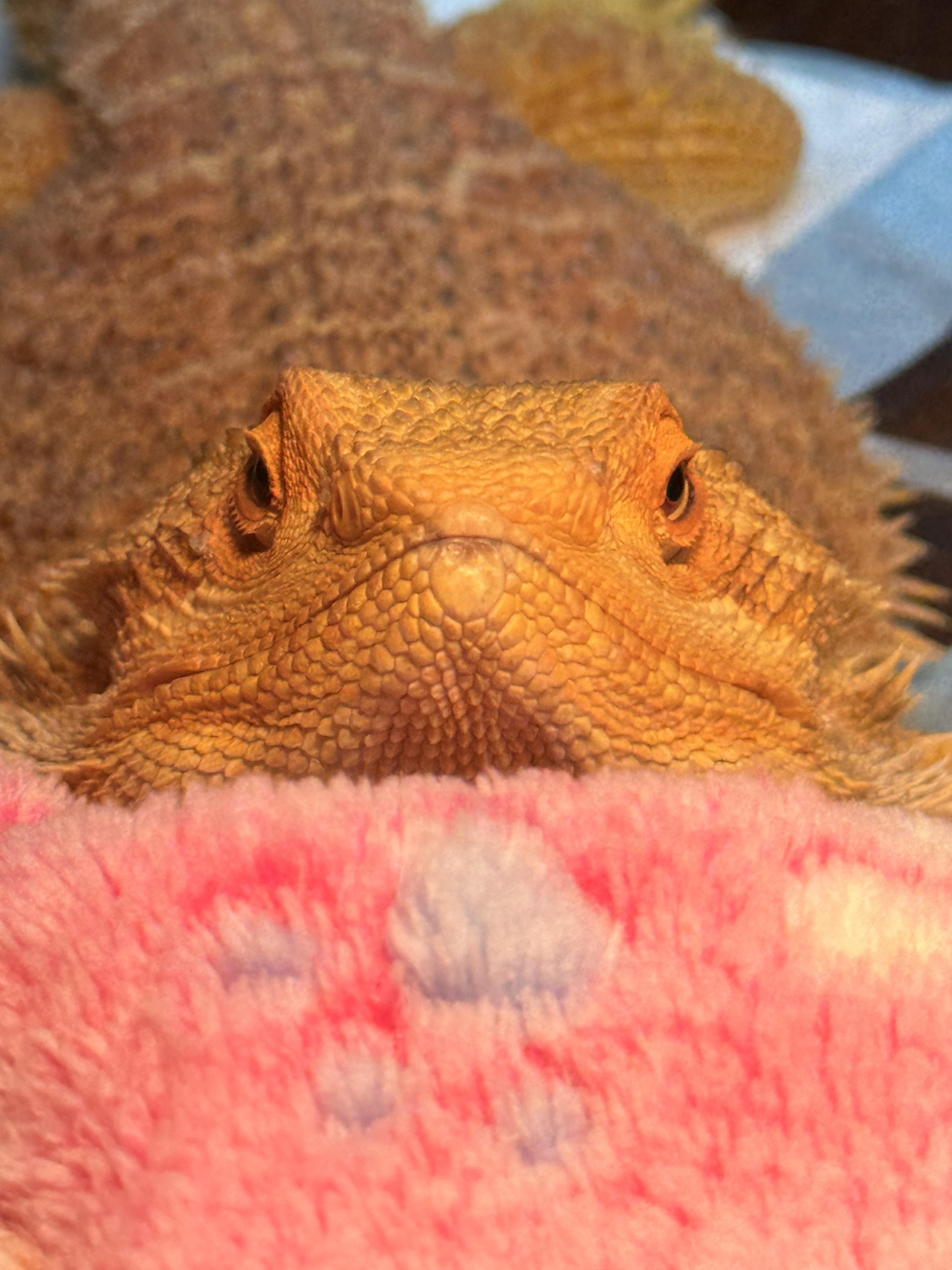 Enlarge Quarturoy, an adopted Bearded Dragon in JACKSON, NJ image 2/5