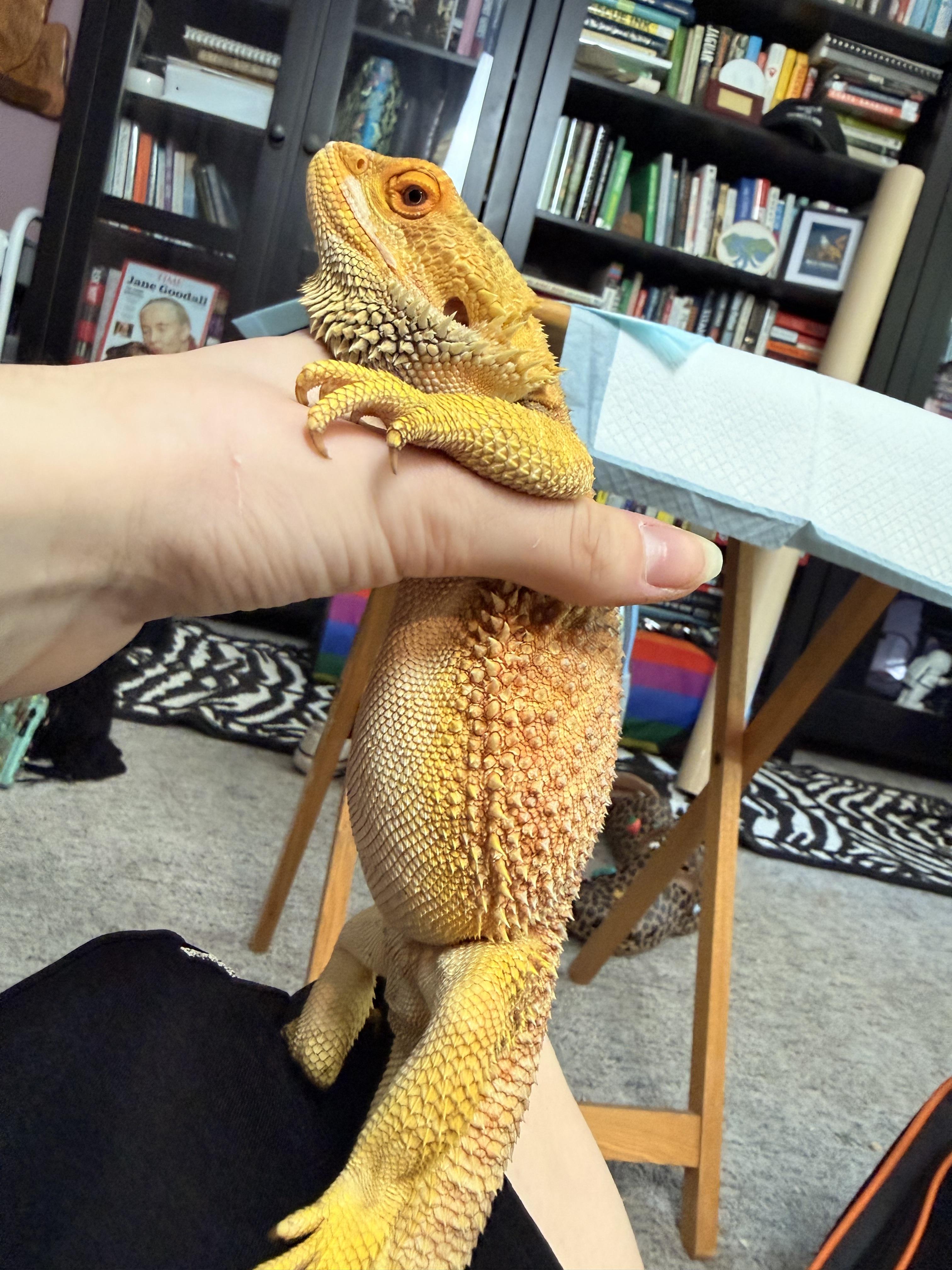 Enlarge Quarturoy, an adopted Bearded Dragon in JACKSON, NJ image 4/5