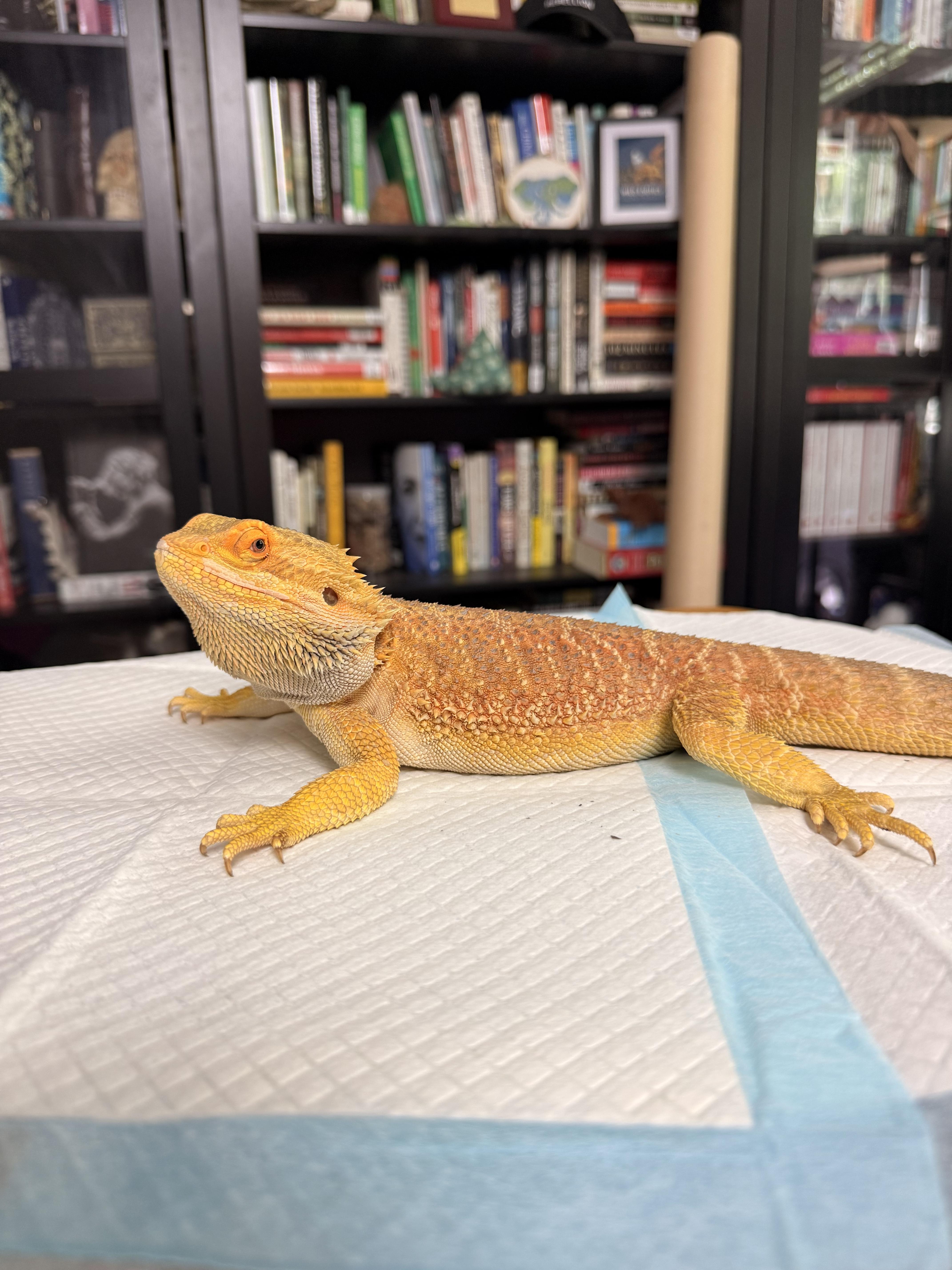 Enlarge Quarturoy, an adopted Bearded Dragon in JACKSON, NJ image 5/5