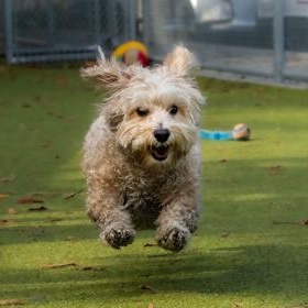 Boson, ADOPTABLE, Adult Male Miniature Poodle.