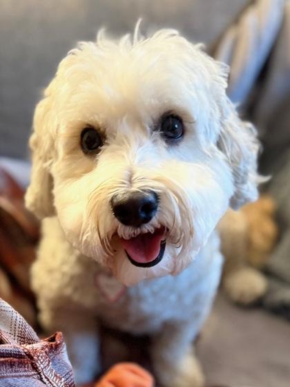 Boson, ADOPTABLE, Adult Male Miniature Poodle.