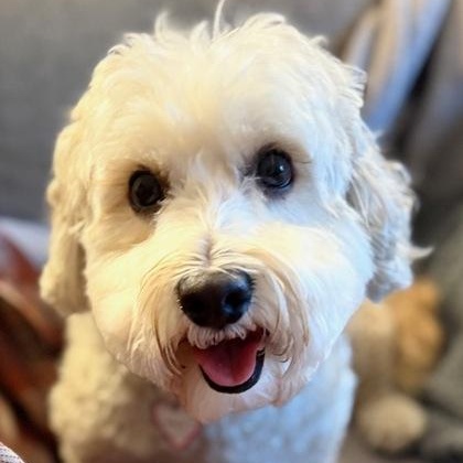 Boson (in foster), a ADOPTABLE Miniature Poodle in Santa Cruz, CA image 1/6