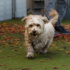 Boson (in foster), a ADOPTABLE Miniature Poodle in Santa Cruz, CA image 6/6