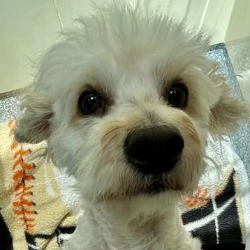 Boson (in foster), a ADOPTABLE Miniature Poodle in Santa Cruz, CA image 4/6