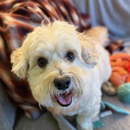 Boson (in foster), a ADOPTABLE Miniature Poodle in Santa Cruz, CA image 2/6