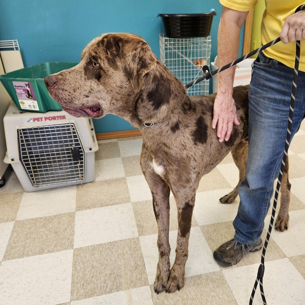 Gandalf, Adoptable, Adult Male Great Dane & Catahoula Leopard Dog.
