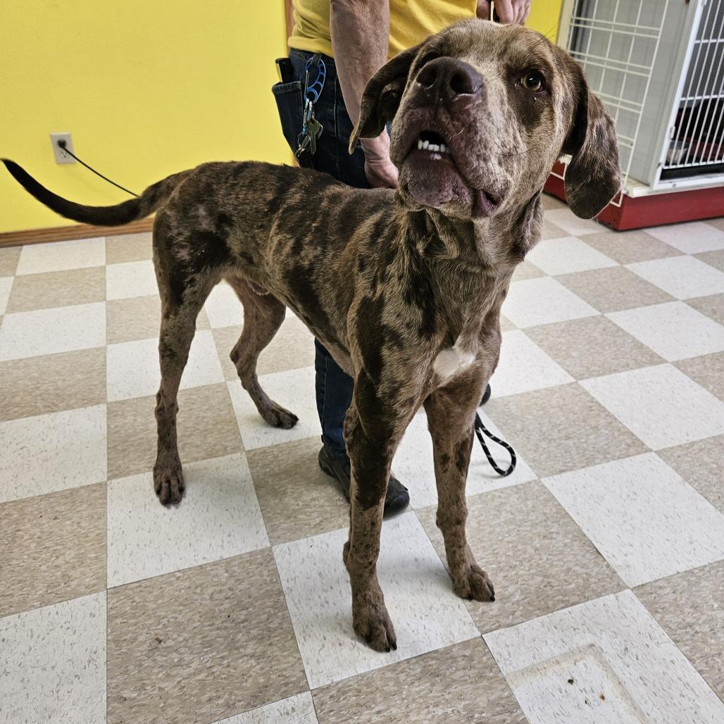 Enlarge Gandalf, a Adoptable mixed breed in Kingman, KS image 2/6