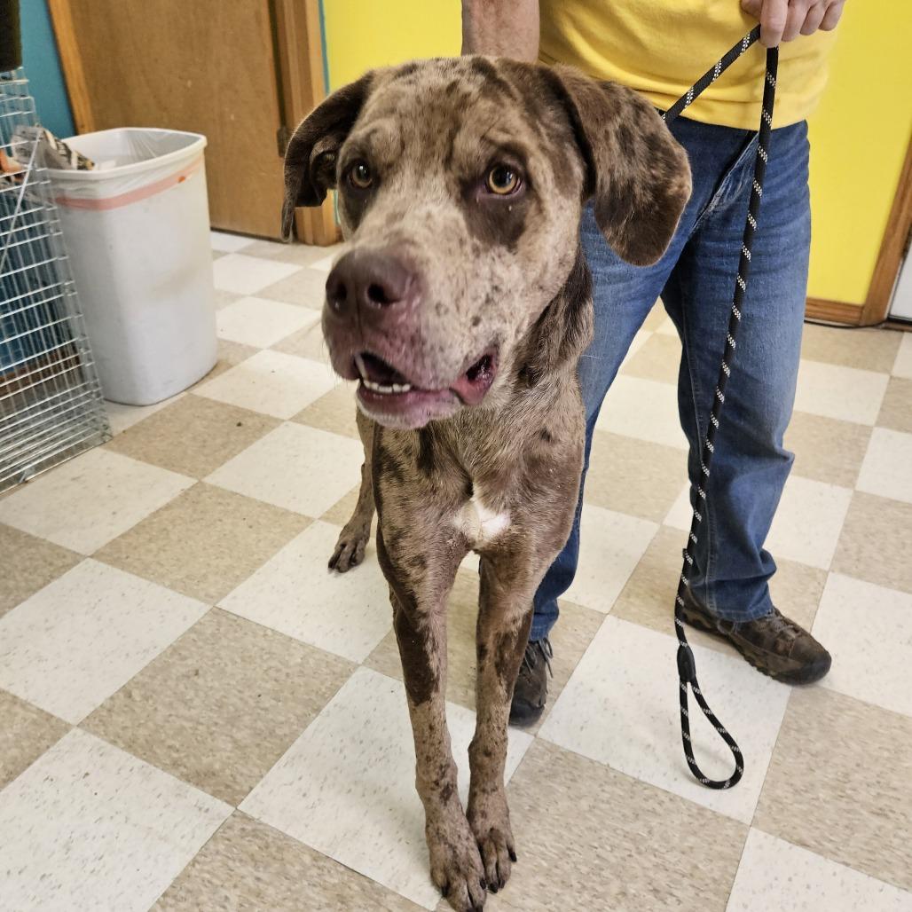 Enlarge Gandalf, a Adoptable mixed breed in Kingman, KS image 3/6