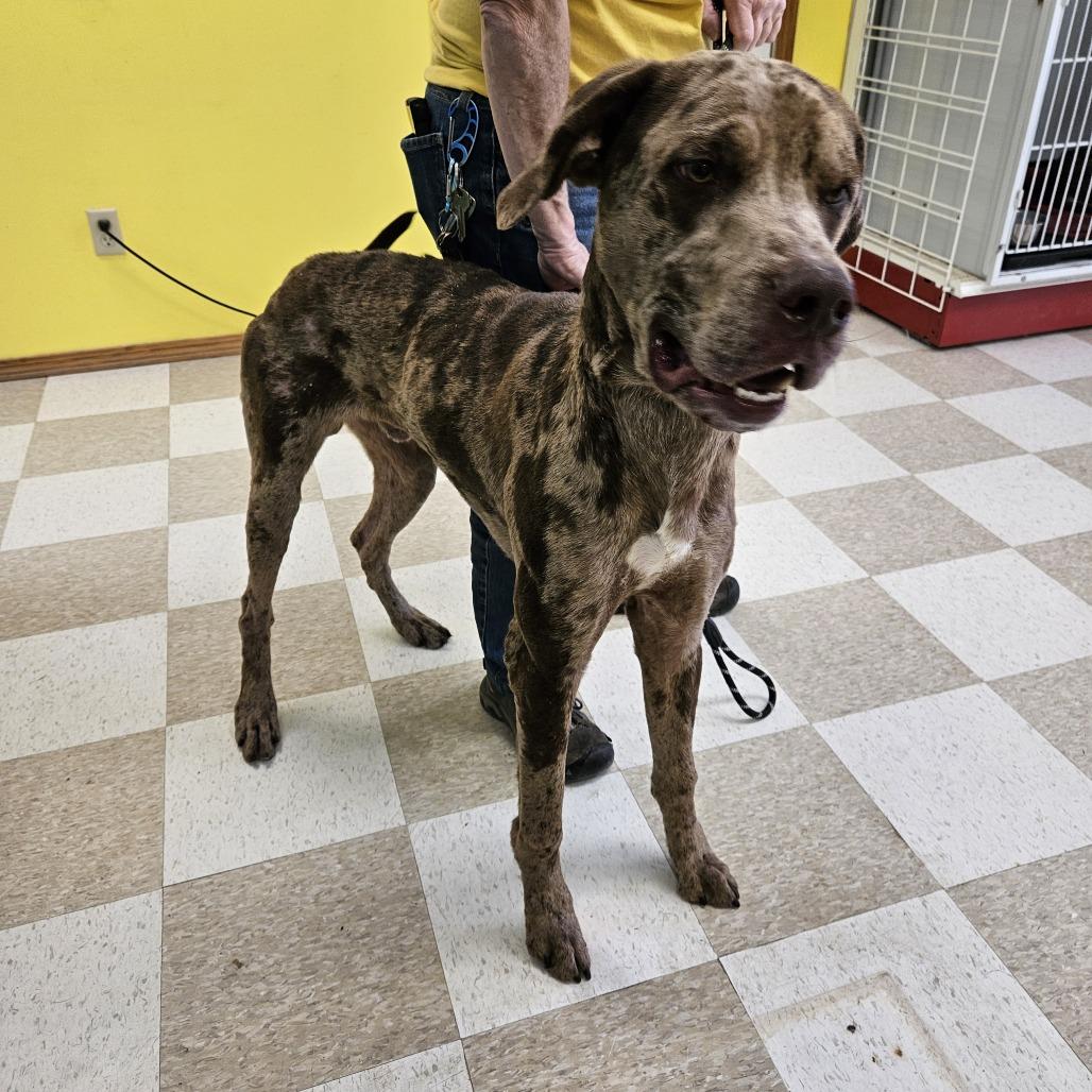 Enlarge Gandalf, a Adoptable mixed breed in Kingman, KS image 5/6