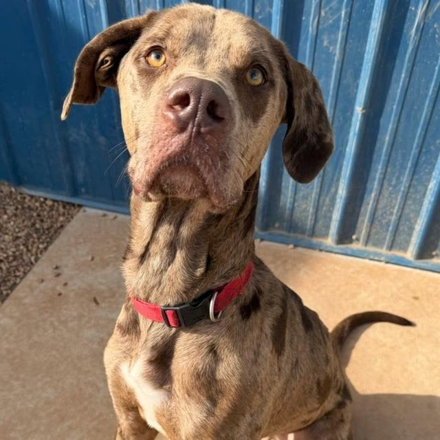 Enlarge Gandalf, a Adoptable mixed breed in Kingman, KS image 6/6